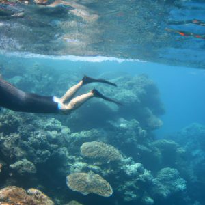 Person snorkeling in coral reef